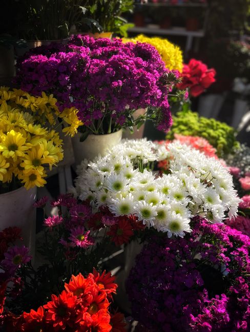 A vibrant display of potted chrysanthemums featuring a variety of colors including bright yellow, deep purple, pure white, vivid red, and hot pink. The flowers have densely packed petals, with some sh