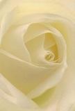 Drawn close into the heart of a single cream rose, the image invites you to lose yourself among its spiral of petals, each one soft-edged and radiant as the early morning mist over Brondesbury's railway gardens. There's a tactile tenderness to the flower's surface-almost as if it's cloaked in fine silk-enhanced by the interplay of gentle shadows gathering among the ivory folds. The entire scene glows with serene luminosity, exuding an air of peace and subtle strength so familiar to those who know the quiet corners of Brondesbury. Here, the artistry is as much in the mindful layering as in the suggestion of the rose's delicate, sweet aroma. Such a bloom, meticulously arranged by Brondesbury florists, is a timeless gesture for offering sympathy, admiration, or the promise of a new chapter. The close focus doesn't just capture the flower's external beauty-it encapsulates the thoughtfulness, empathy, and community spirit that every bouquet from this neighbourhood is known for, providing comfort and celebration in one elegant sweep.